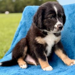 Dark blue - Black tri male Miniature Australian Shepherd puppy in 32046, Florida from River Hill Ranch