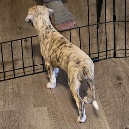 Girl 1 - Fawn brindle Whippet puppy in Michigan from Clarriott Whippets