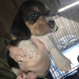 Beagle Puppies from C.R.P. Kennels