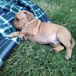 Staffordshire Bull Terrier Puppies from Bold Play Staffords