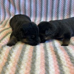 Lola - Black and tan female German Shepherd puppy in Stanardsville, Virginia from Majestic K9 LLC