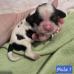 Male 1 - Black white and tan male Cocker Spaniel puppy in Greensboro, North Carolina from Cochran Spaniels