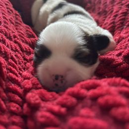 Stella - Gold and white female Shih Tzu puppy in Clearwater, Florida from Willow’s Playpen