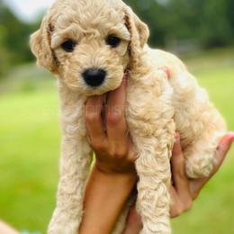 Goldendoodle Puppies from Red Barn Mission Farm