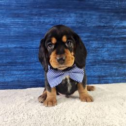 Rory - Black tan and white male Beagle puppy in Pottersville, Missouri from Lovan's Spring Creek Kennel