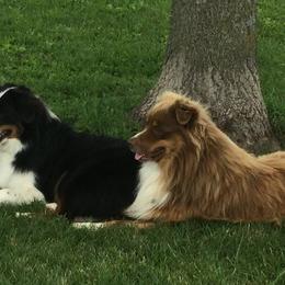 Miniature American Shepherd Puppies from Fuzzbottom Miniature American Shepherd