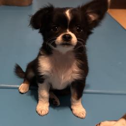 Rocky - Black and white male Chihuahua puppy in Northboro, Iowa from So Sweet Chihuahuas
