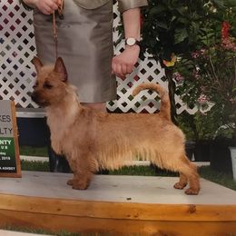 Leena - Australian Terrier