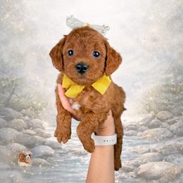 Eden - Red  female Goldendoodle puppy in Canton, Georgia from Teddy Puppies