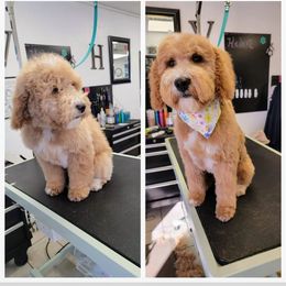 Goldendoodle Puppies from Ninnie's Doodles