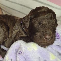 Labradoodle Puppies from Molly’s Doodles