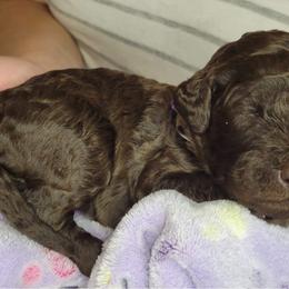 Labradoodle Puppies from Molly’s Doodles