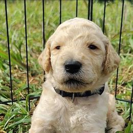 Blue collar - Cream male Goldendoodle puppy in Willow Springs, Missouri from Todd Family Homestead