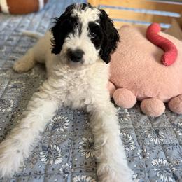 Cowgirl (Blk-Wh Parti) - Parti female Goldendoodle puppy in Toledo, Ohio from Avery Doodle Day LLC