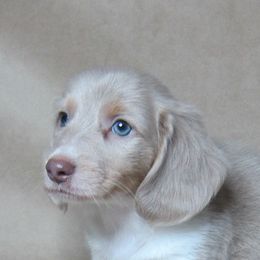 Smokey - Fawn (isabella) and tan male Dachshund puppy in Pana, Illinois from Doxie Waggin Tails