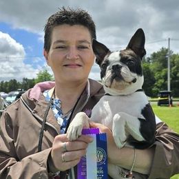 Rachel - Boston Terrier