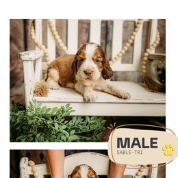Boy 4 - Orange and white male English Springer Spaniel puppy in Lake City, Fl, Florida from Spradley Springers & GSP's