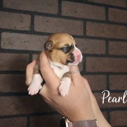 Pearl - Red and white female American Corgi puppy in Centerville, Tennessee from Katerina's American Corgis
