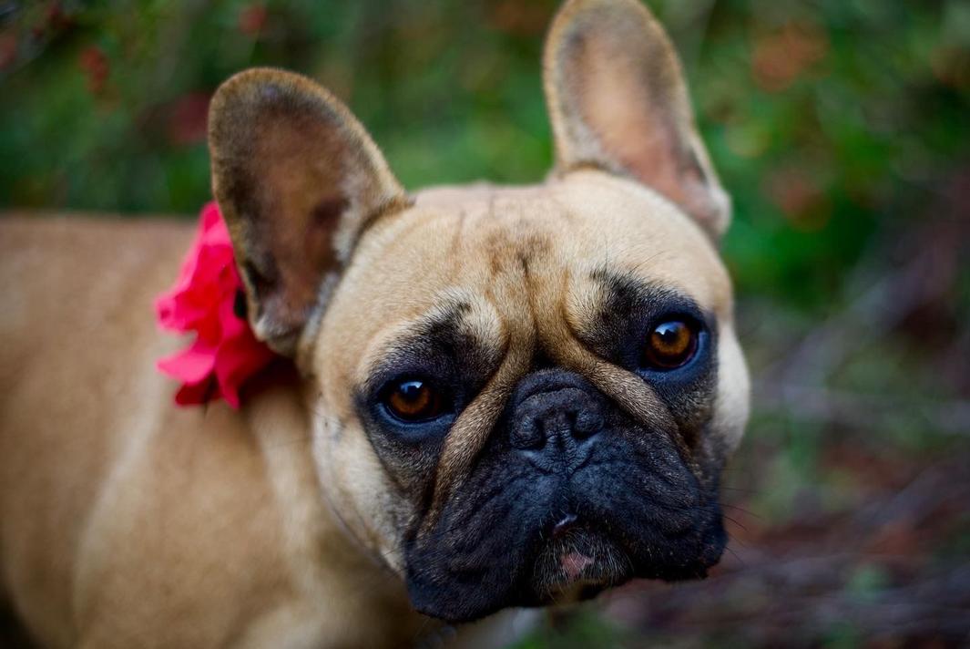A Fawn Frenchie looks into the camera, there is a pink flower on the collar