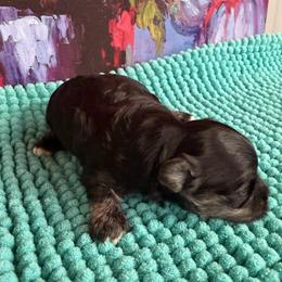Hershey - Brown male Maltipoo puppy in Lawrenceburg, Tennessee from LUV Poodles and Maltipoos