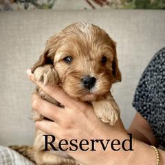 Boy 2 - Cavapoo puppy from Carolina Doodles & Co.