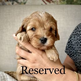 Boy 2 - Cavapoo puppy from Carolina Doodles & Co.