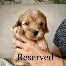 Boy 2 - Cavapoo puppy from Carolina Doodles & Co.