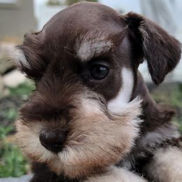 Jack - Liver male Miniature Schnauzer puppy in Saratoga Springs, Utah from Happy Beard Schnauzers