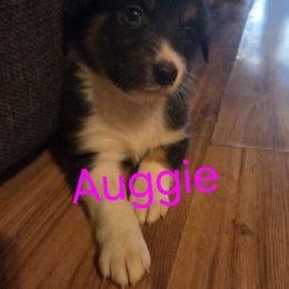 Auggie - Black tri-color female Australian Shepherd puppy in Summerville, Georgia from H-F Farms