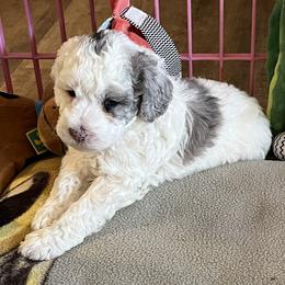 Australian Labradoodle Puppies from Golden Xpress Labradoodles