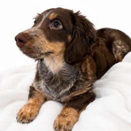 Stretch - Piebald male Dachshund puppy in Mineral Wells, Texas from Chilidog Dachshunds