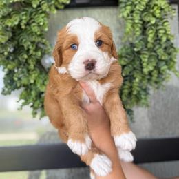 Copper - Red male Bernedoodle puppy in Spanish Fork, Utah from K Brand Doodles