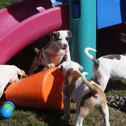 American Bulldog Puppies from Ferocia Kennels
