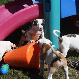 American Bulldog Puppies from Ferocia Kennels