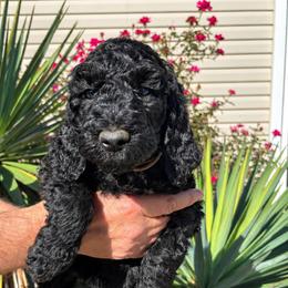 Wade - Black male Poodle puppy in Woodleaf, North Carolina from Circle T Ranch K9s