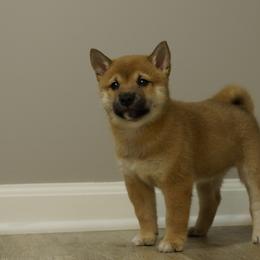 Shiba Inu Puppies from Veronika's Shiba Inus