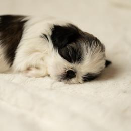 Shih Tzu Puppies from Good Lil Shih Tzu
