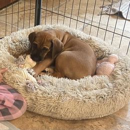 Rhodesian Ridgeback Puppies from Lyonnese Rhodesian Ridgebacks