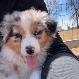 Bellini - Blue merle female Australian Shepherd puppy in Kearney, Nebraska from Helix Aussies