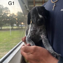Girl 1 - Black roan female German Shorthaired Pointer puppy in Morriston, Florida from Golden Pointers