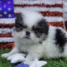 Bandit - Black tan and white male Japanese Chin puppy in Johnson City, Tennessee from Erin & Friends Japanese Chin
