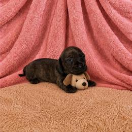 Tori - Brindle female Dachshund puppy in Richmond, Virginia from Paw Prints