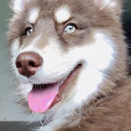 Siberian Huskies from Polo Breeding Program