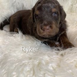 Bernedoodle Puppies from PNW Sheepies and Doodles