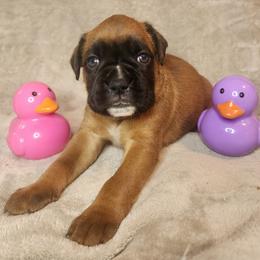 Neon yellow - Fawn female Boxer puppy in Aurora, Missouri from Pick A Pup