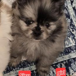 Girl 1 - female Pomeranian puppy in Bells, Texas from Lollipoppoms