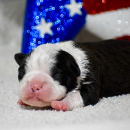 Boomer - Black and white male Boston Terrier puppy in Gober, Texas from Trigger Time Kennels