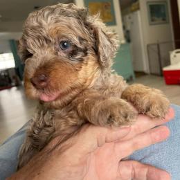 Purple Collar Girl - Chocolate merle female Bernedoodle puppy in Port Charlotte, Florida from Islands Wheatens and Poodles