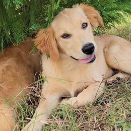 Dollie Australian Retriever - Yellow female Australian Shepherd puppy in Limestone, Tennessee from Pilot Hill Teddy Bear Puppies