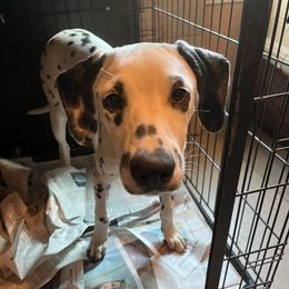 War Heads- Gray LUA - White and black male Dalmatian puppy in Claremore, Oklahoma from Lotsofdots Dalmatians